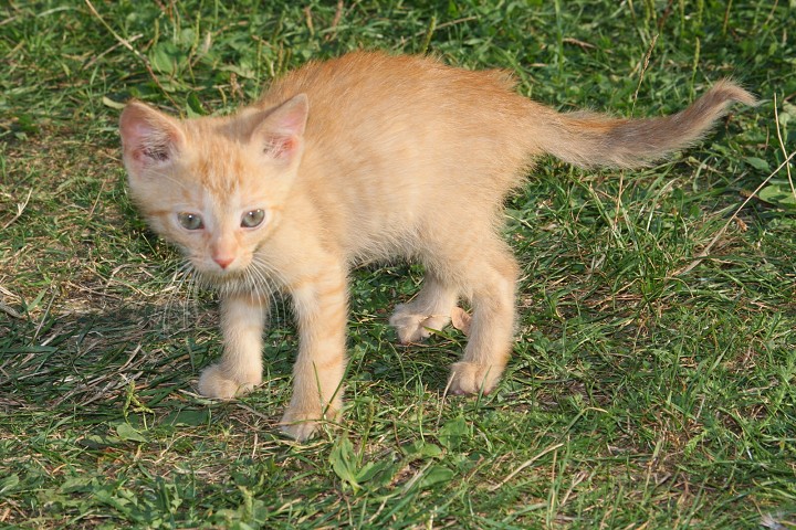 img00015.jpg