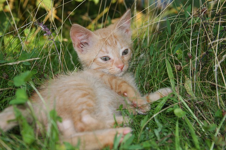 img00017.jpg