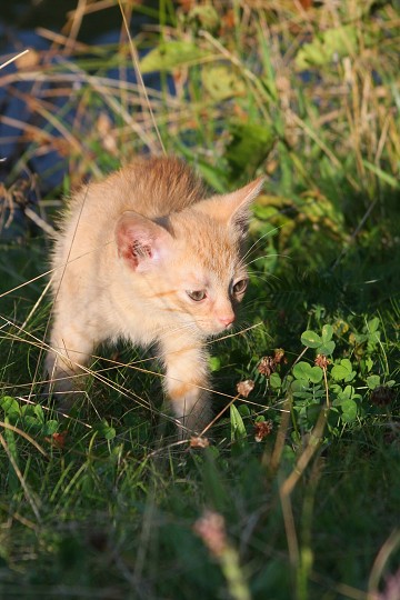 img00020.jpg
