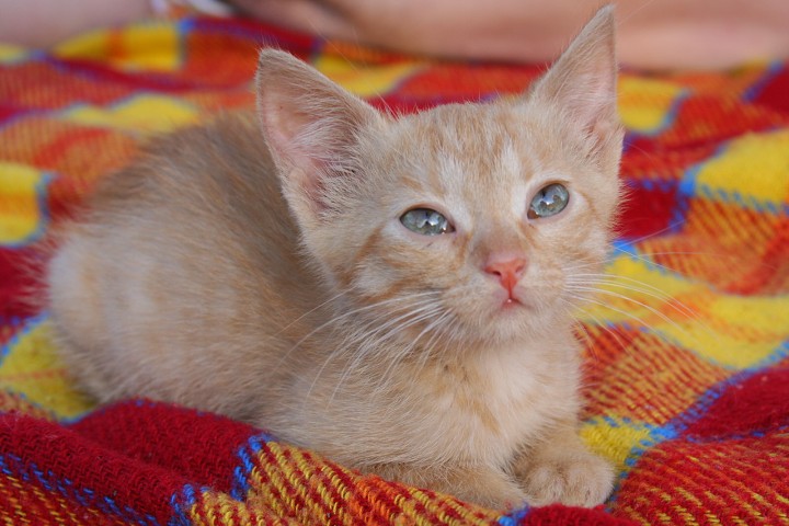 img00032.jpg