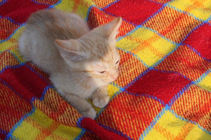 img00035.jpg