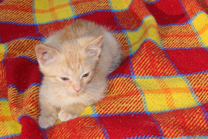 img00036.jpg