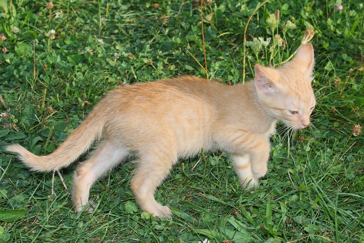 img00038.jpg