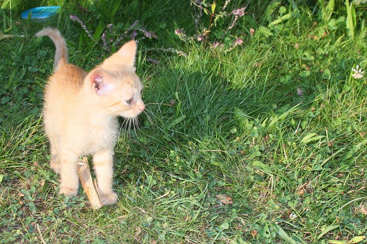 img00039.jpg