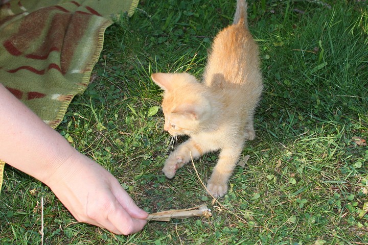 img00040.jpg