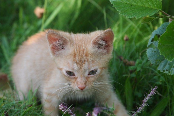 img00043.jpg