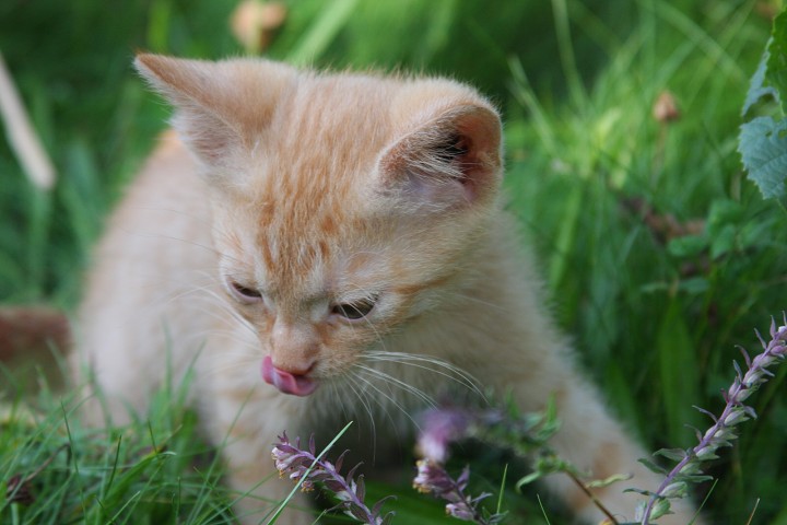 img00044.jpg