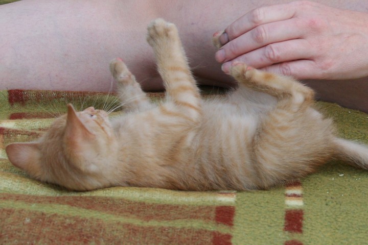 img00049.jpg