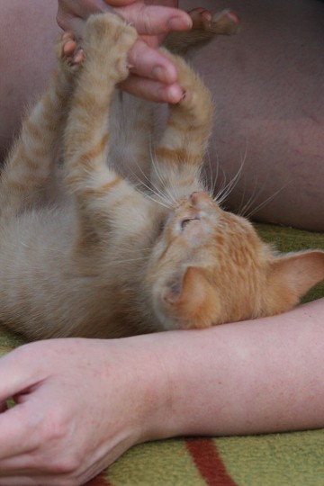 img00050.jpg