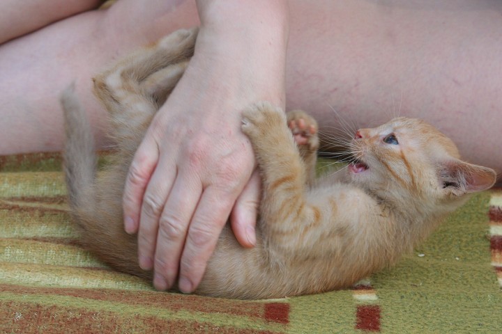 img00051.jpg