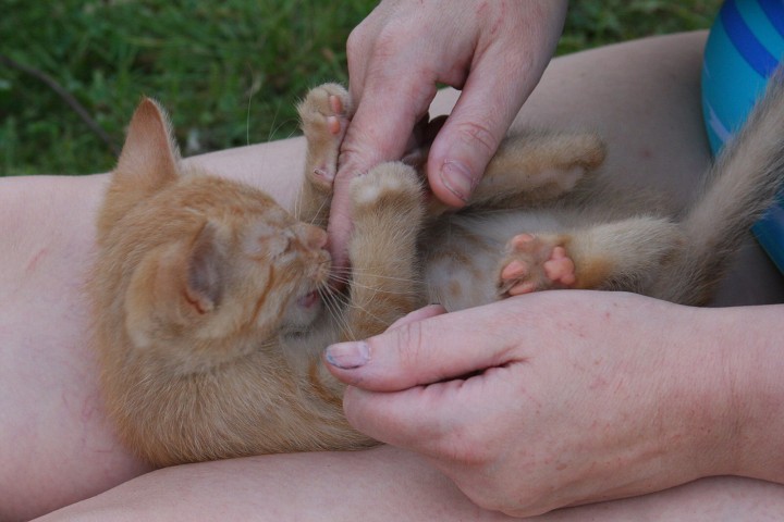img00054.jpg